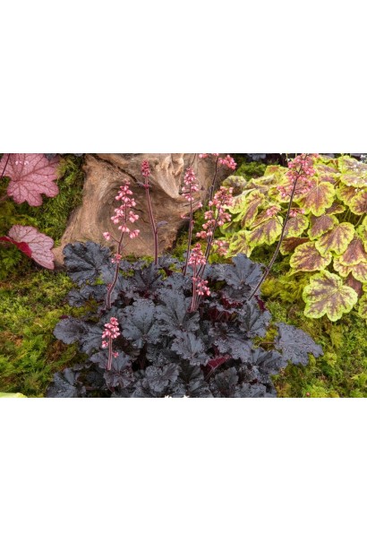 Гейхера ‘Таймлес Найт’ у садовій композиції